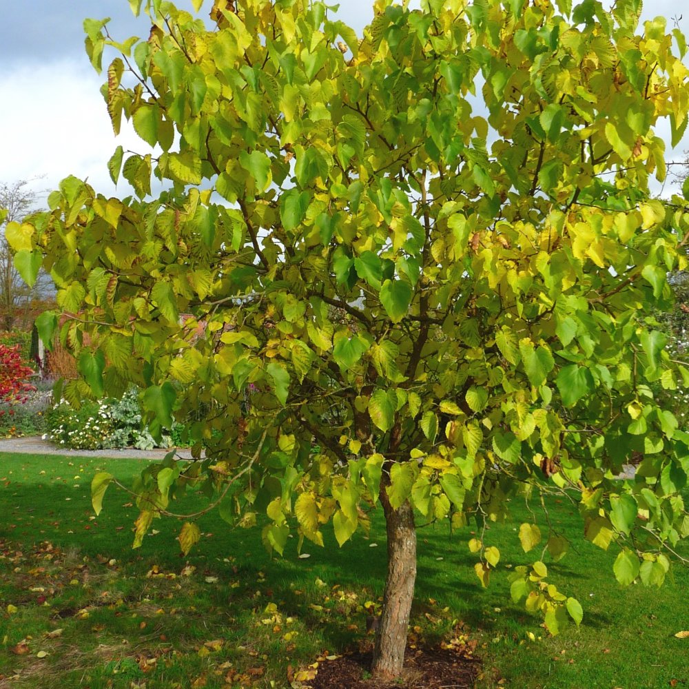 White Mulberry | Morus Alba | 350+ seeds | Wine Jam & Gin!