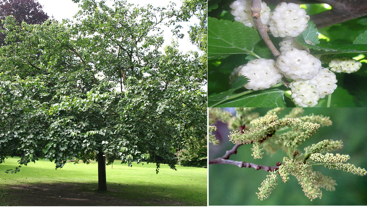 White Mulberry | Morus Alba | 350+ seeds | Wine Jam & Gin!