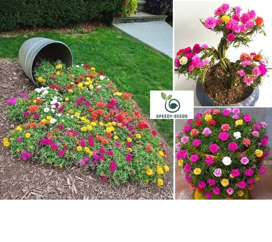 Moss Rose seeds |Portulaca Grandiflora | 1000+ seeds | Purslane | Mexican Rose