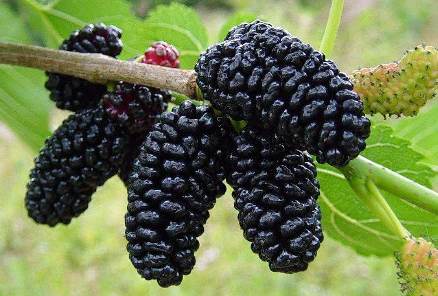 Mullberry - Black and White | 50+ seeds of each | Wine Gin & Jam!