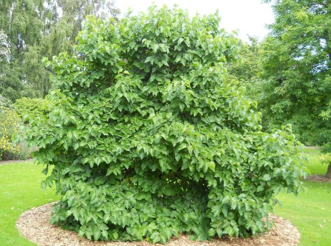 Mullberry - Black and White | 50+ seeds of each | Wine Gin & Jam!