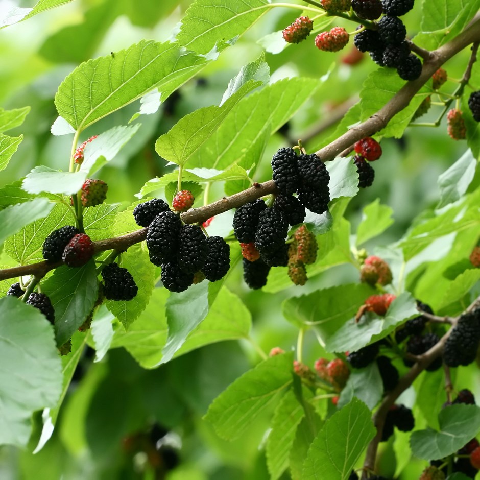 Mullberry - Black and White | 50+ seeds of each | Wine Gin & Jam!