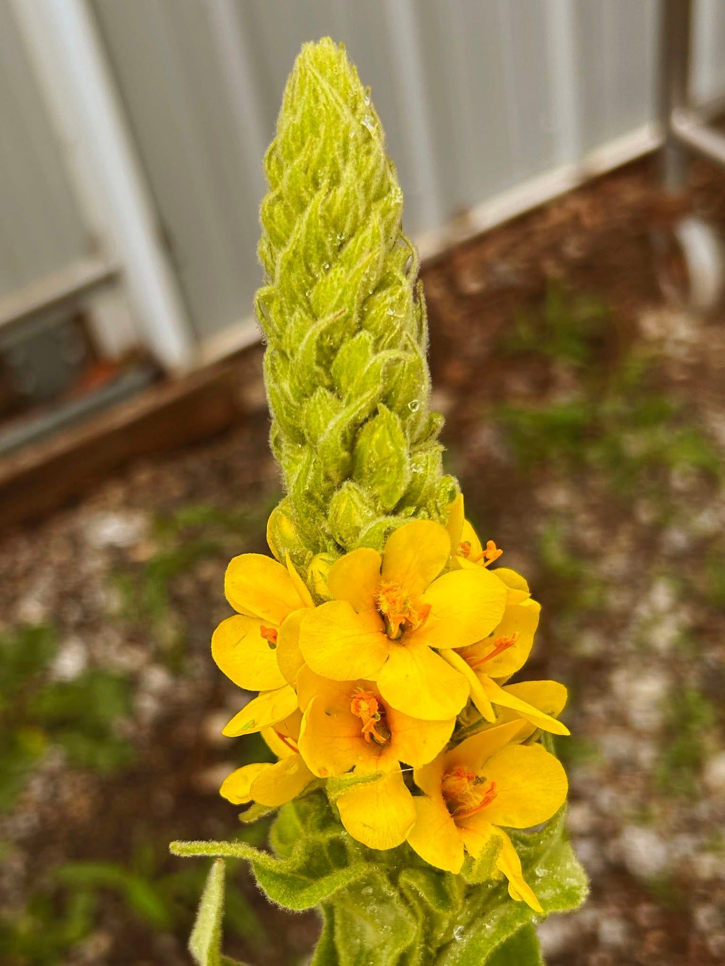 Greater Mullein Seeds | 2000+ seeds | Traditional Herbal | Verbascum Thapsus