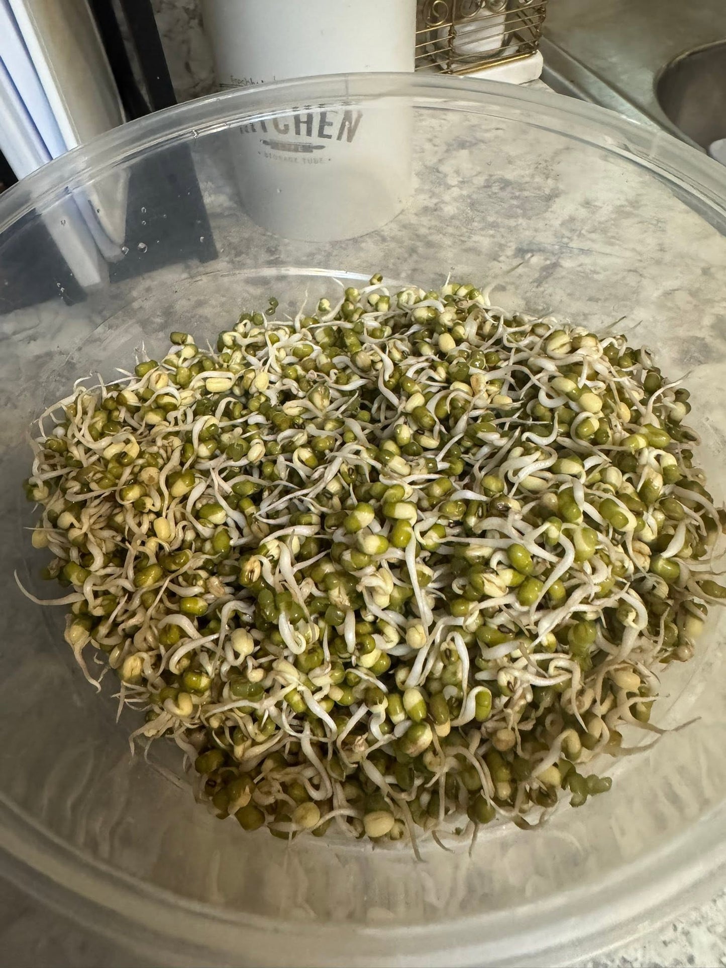 Organic Mung Beans | 20g seeds | Sprouts | Microgreens | Very Easy | Nutricious