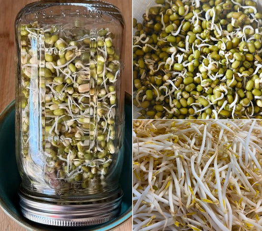 Organic Mung Beans | 20g seeds | Sprouts | Microgreens | Very Easy | Nutricious