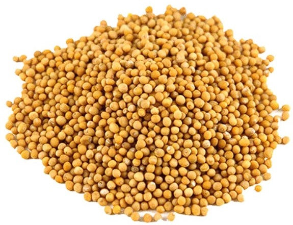 Organic Yellow Mustard Sprouting Seeds 1,000+ | Microgreens