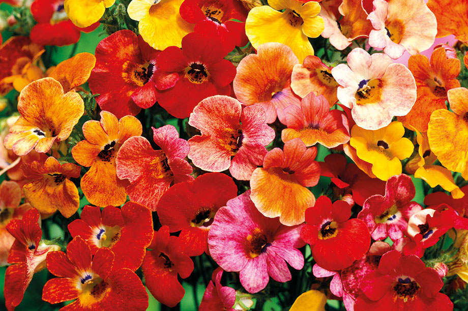 Nemesia Strumosa | Carnival Mix | 1000+ seeds | Sweet Scented