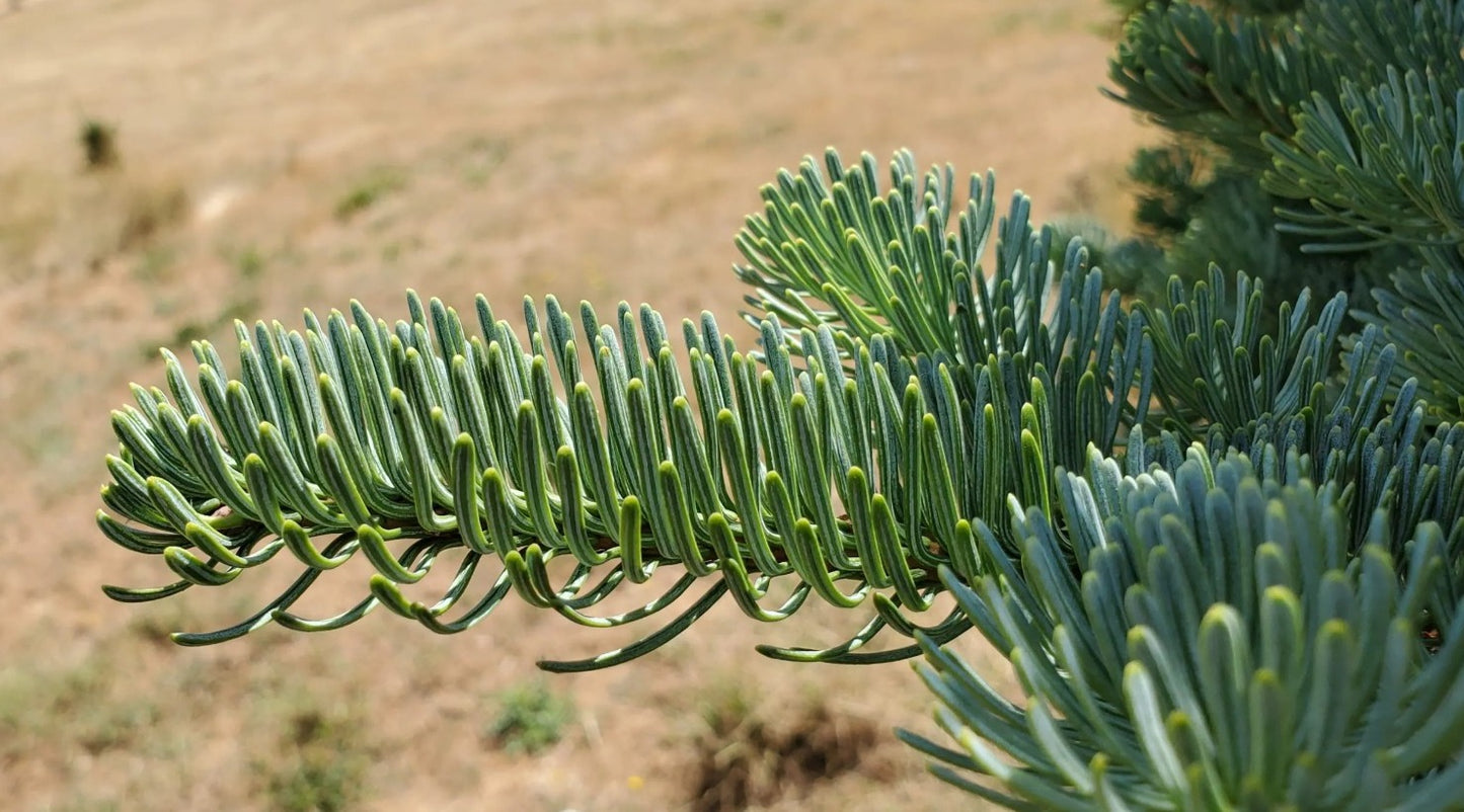 Noble Fir Christmas Tree seeds | Abies Procera | 50+ seeds