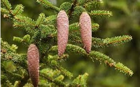 Christmas Tree seeds | Norway Spruce | Picea Abies | 50+ Seeds