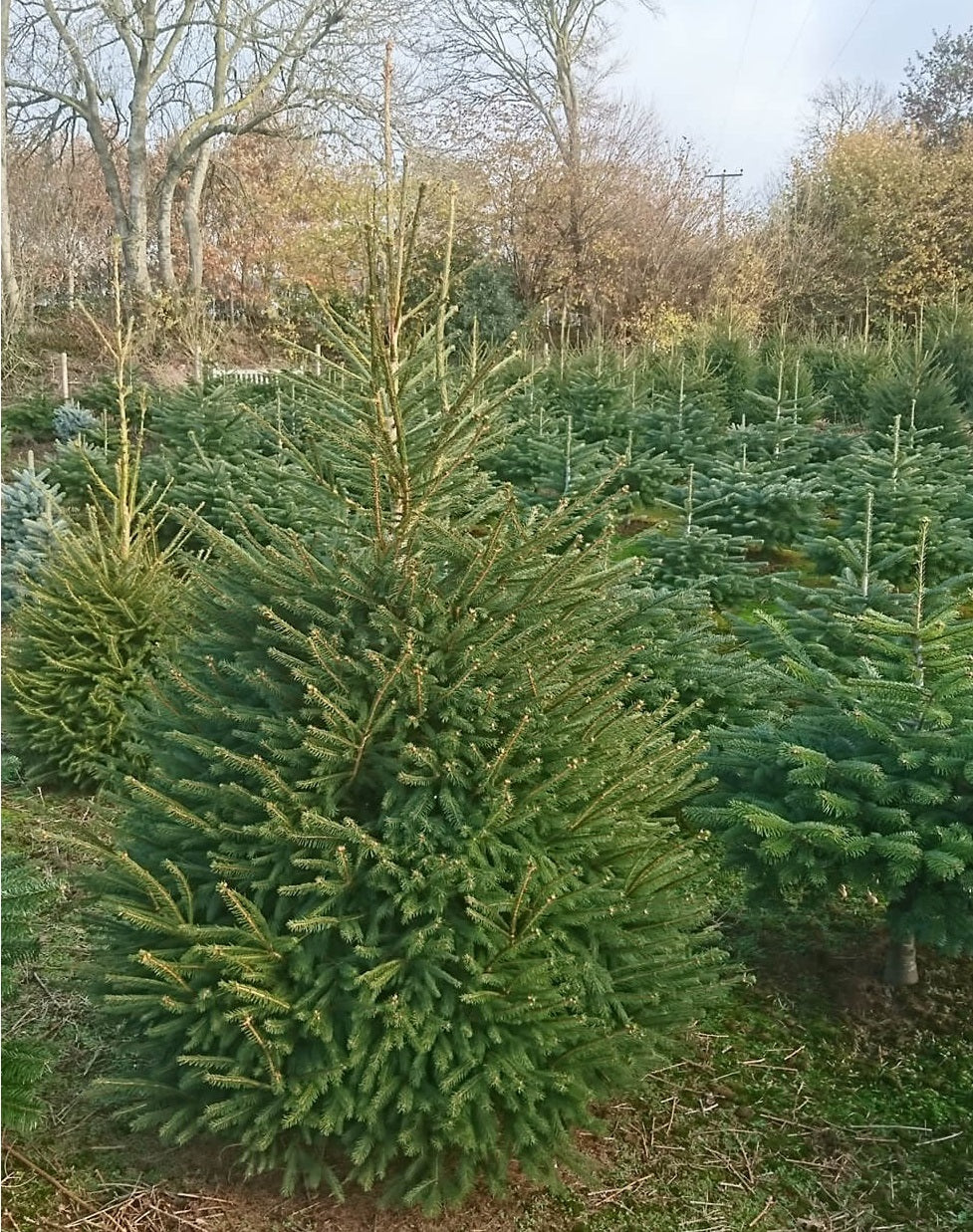 Christmas Tree seeds | Norway Spruce | Picea Abies | 50+ Seeds