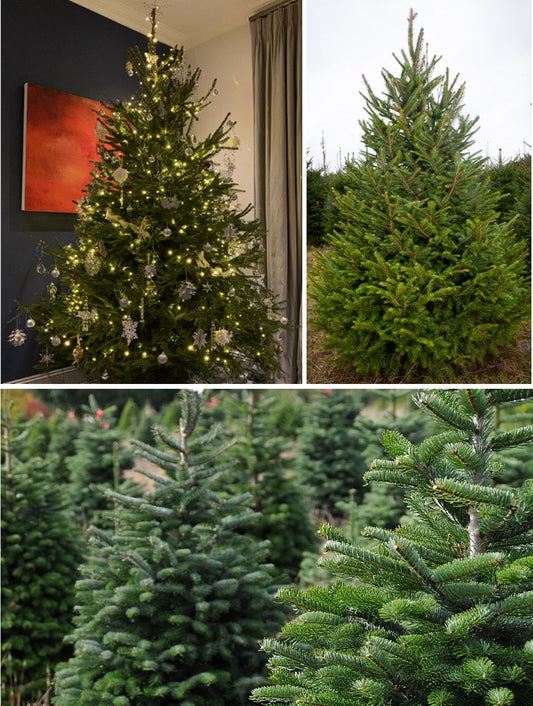 Christmas Tree seeds | Norway Spruce | Picea Abies | 50+ Seeds