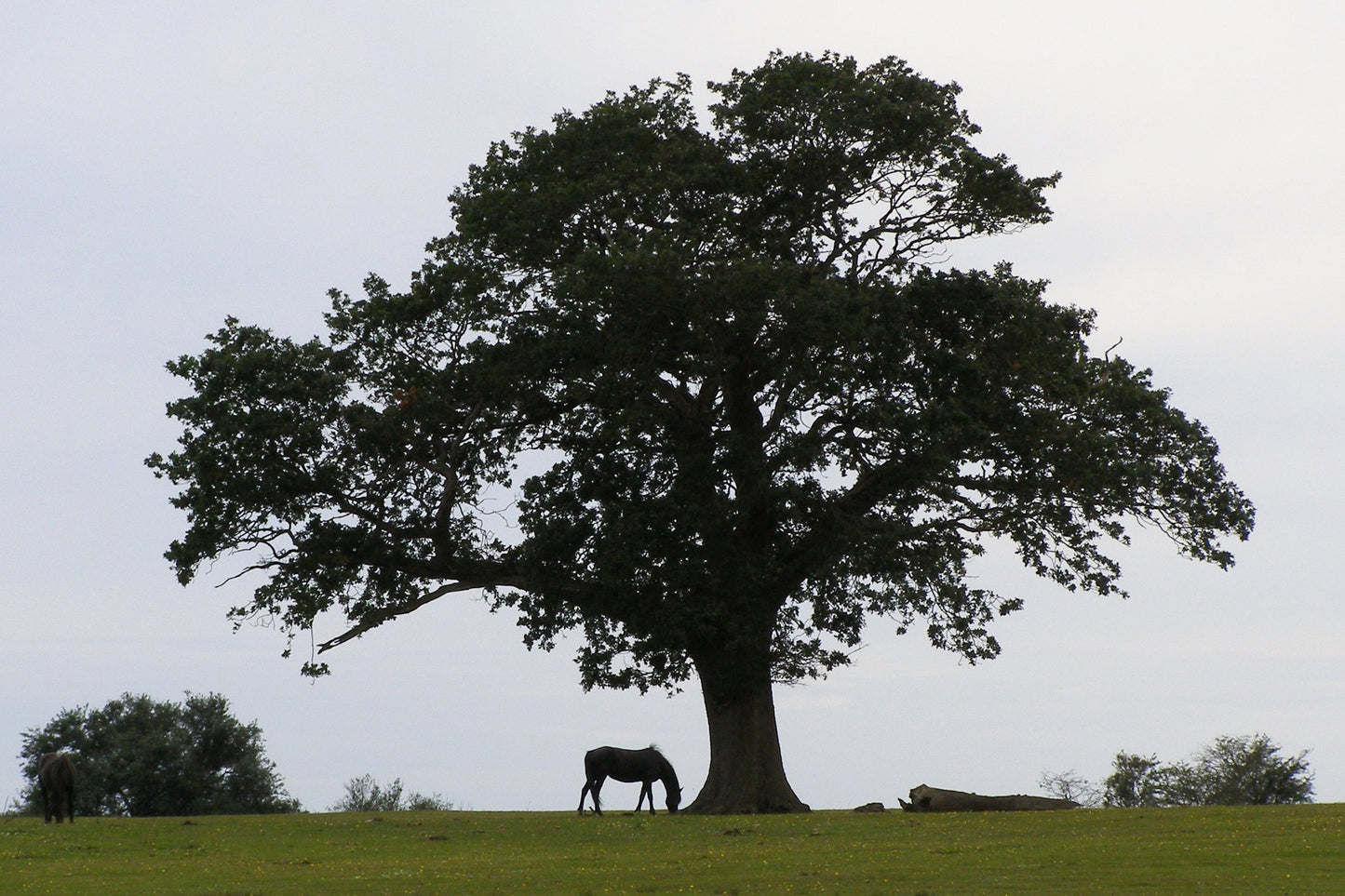English New Forest Oak Tree | 2 x Saplings | Cell Grown