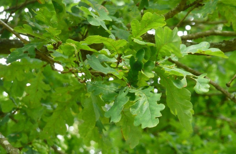 English New Forest Oak Tree | 2 x Saplings | Cell Grown