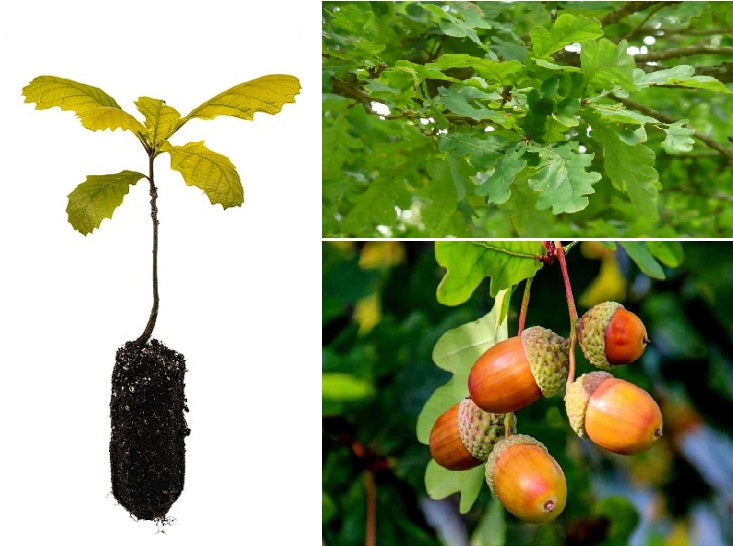 English New Forest Oak Tree | 2 x Saplings | Cell Grown
