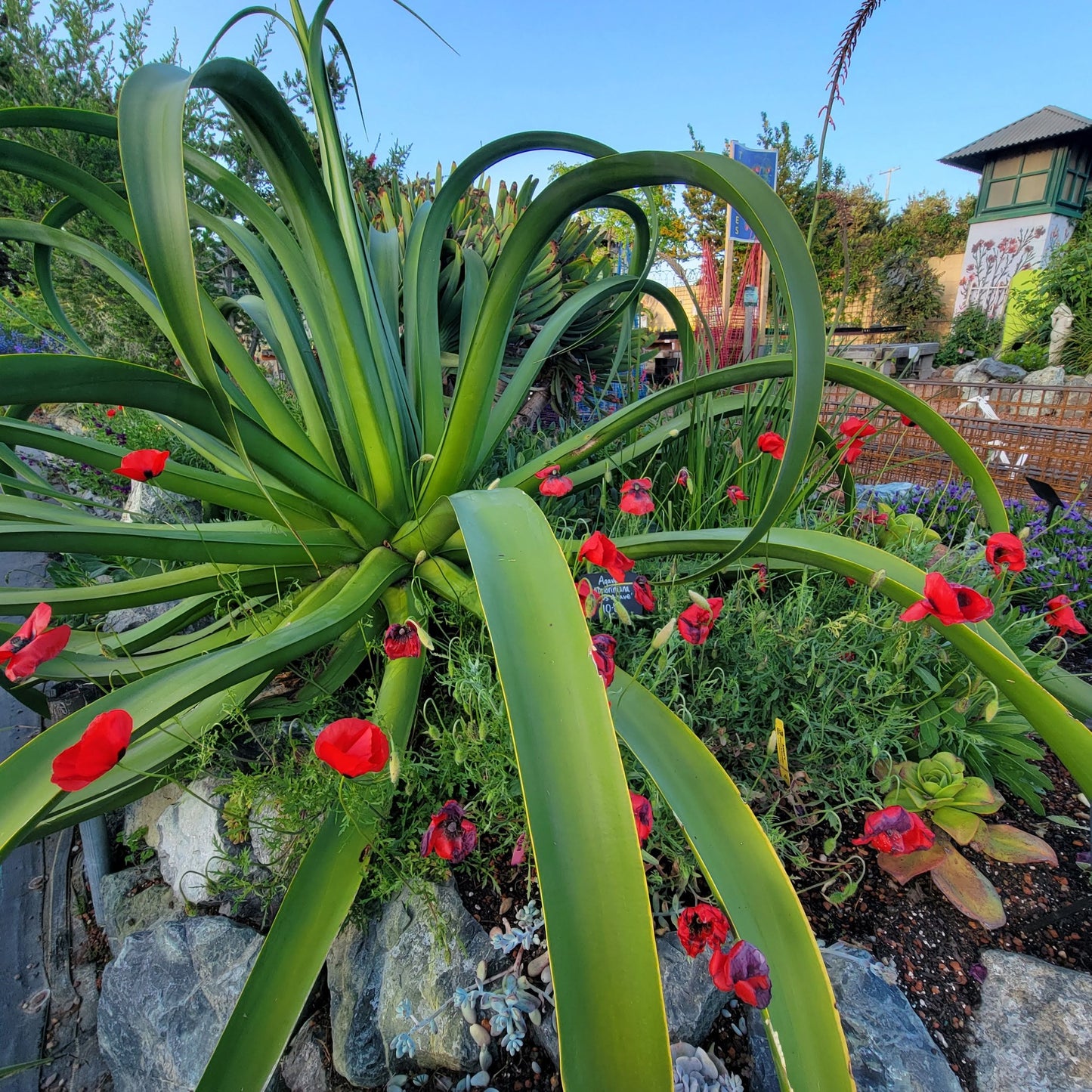 Octopus Agave | Agave Vilmoriniana | 10+ seeds | Rare