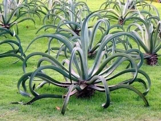 Octopus Agave | Agave Vilmoriniana | 10+ seeds | Rare
