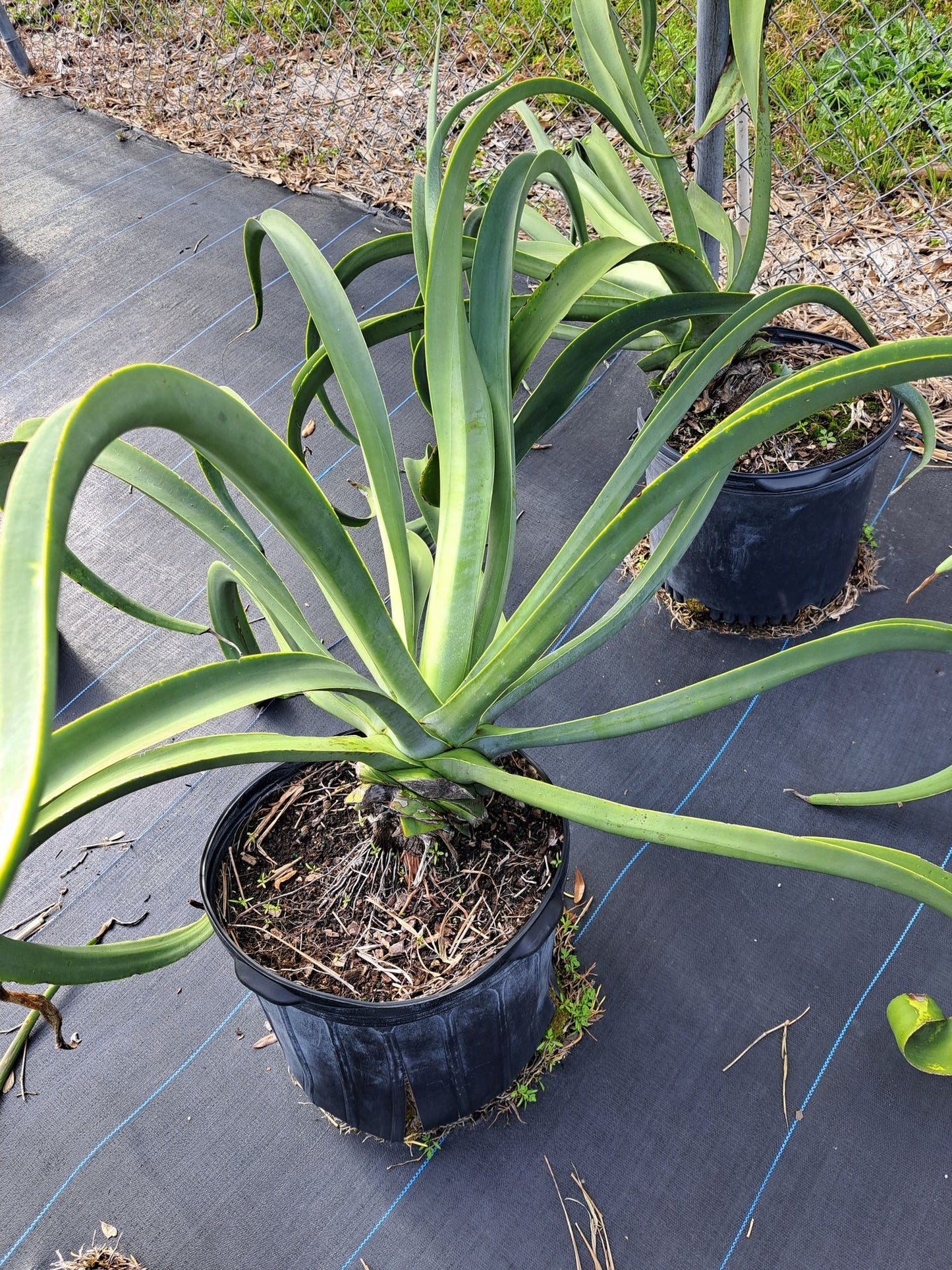 Octopus Agave | Agave Vilmoriniana | 10+ seeds | Rare