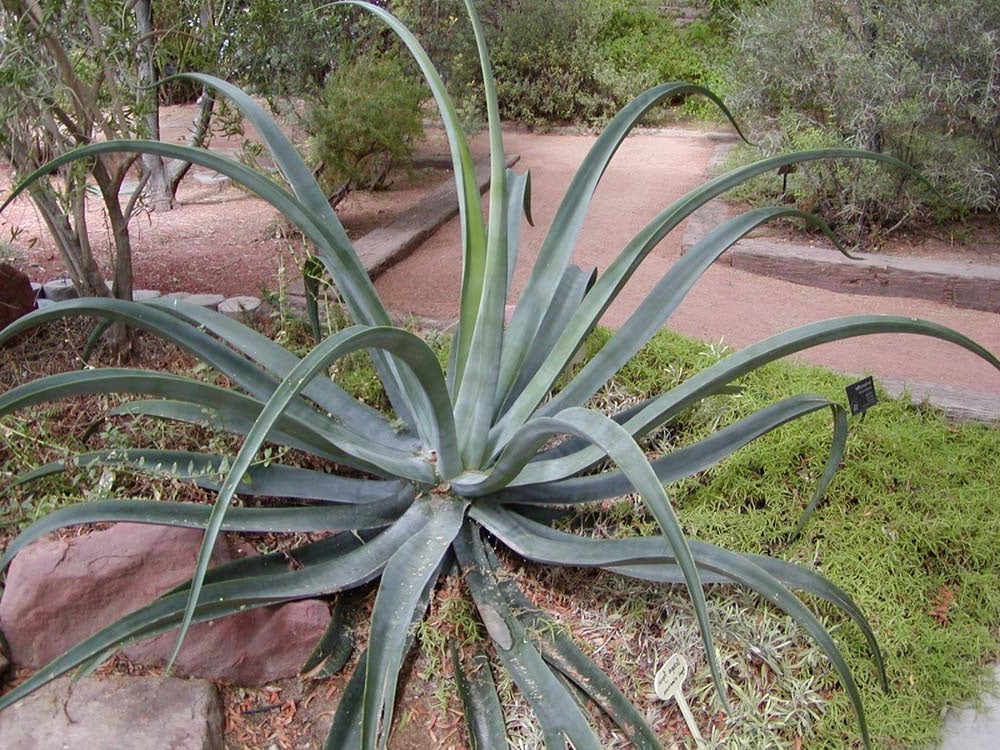 Octopus Agave | Agave Vilmoriniana | 10+ seeds | Rare
