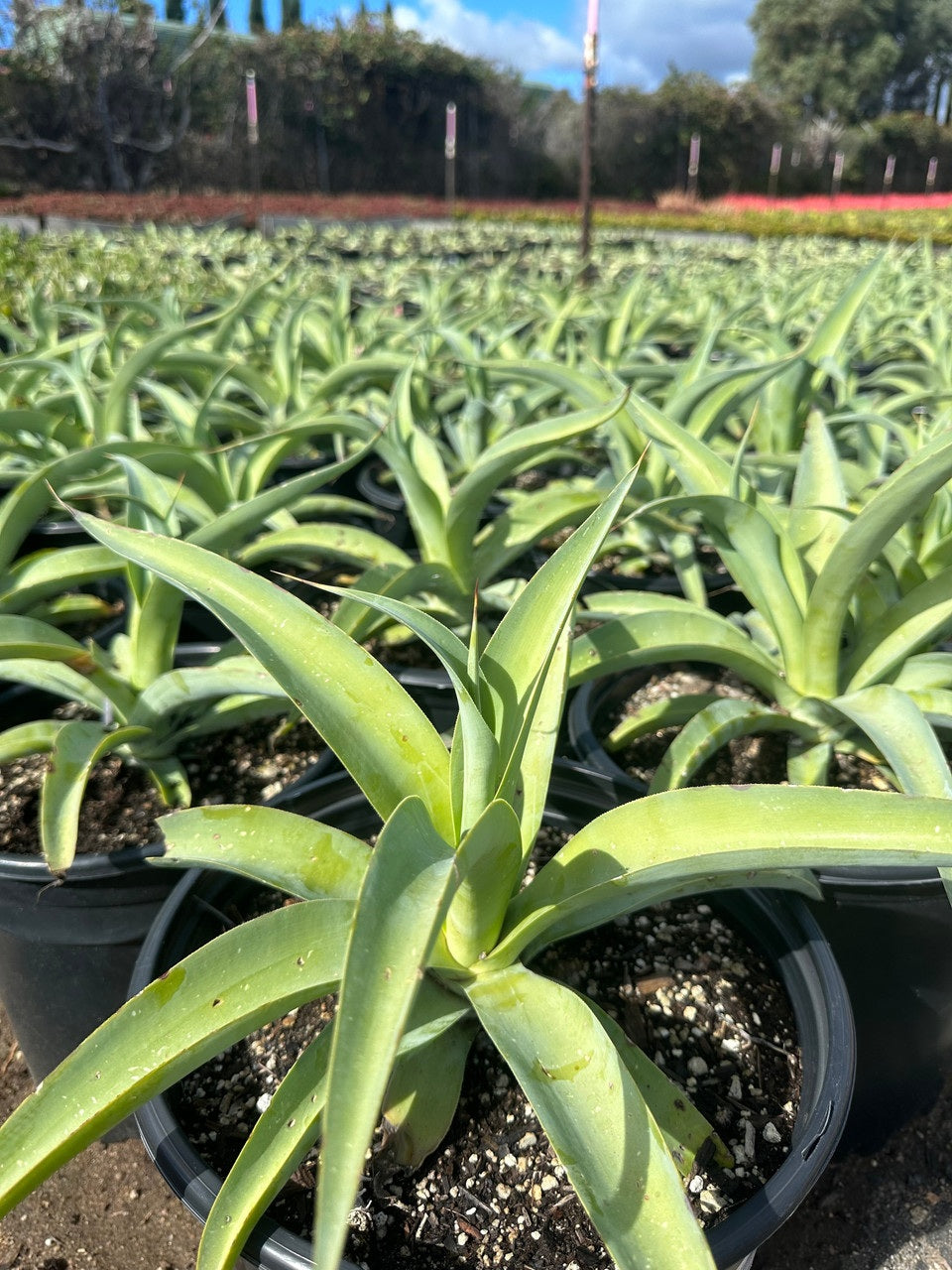 Octopus Agave | Agave Vilmoriniana | 10+ seeds | Rare