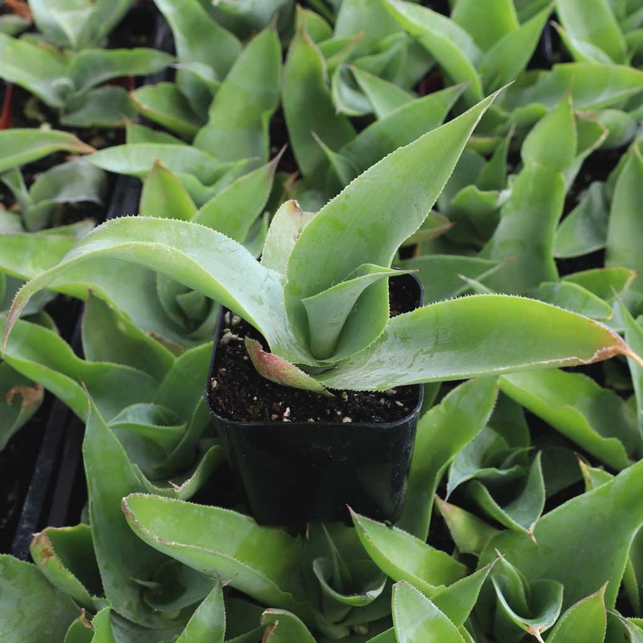 Octopus Agave | Agave Vilmoriniana | 10+ seeds | Rare