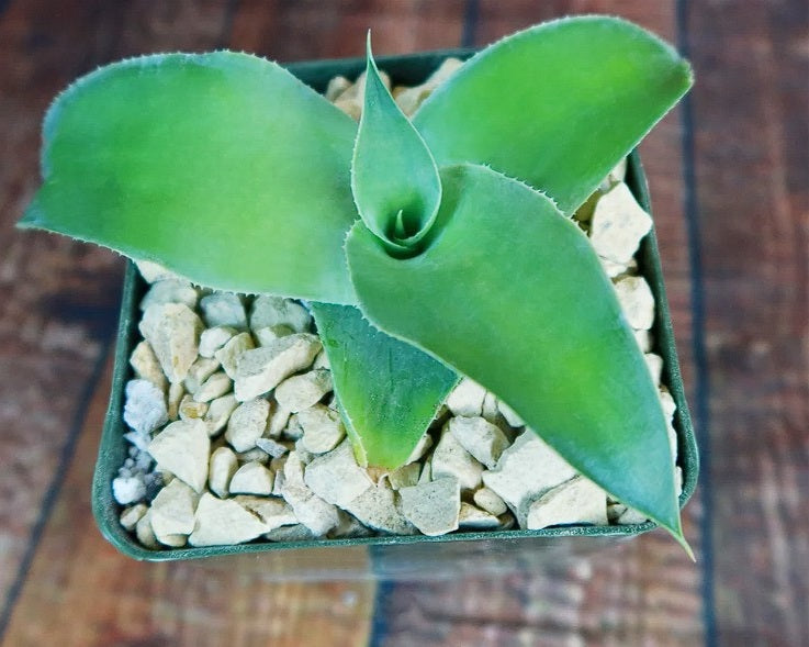 Octopus Agave | Agave Vilmoriniana | 10+ seeds | Rare