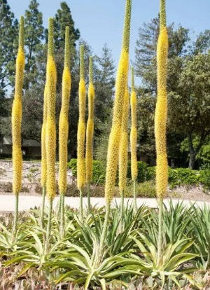 Octopus Agave | Agave Vilmoriniana | 10+ seeds | Rare