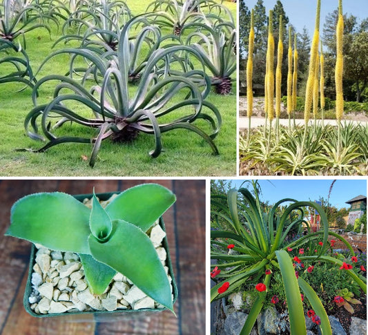 Octopus Agave | Agave Vilmoriniana | 10+ seeds | Rare