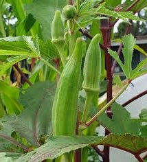 Okra | Clemson Spineless | 50+ Seeds | ओकरा | Bhindi | Lady's Fingers