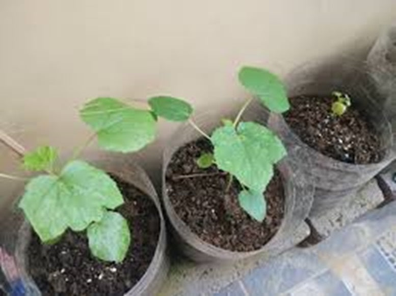 Okra | Clemson Spineless | 50+ Seeds | ओकरा | Bhindi | Lady's Fingers