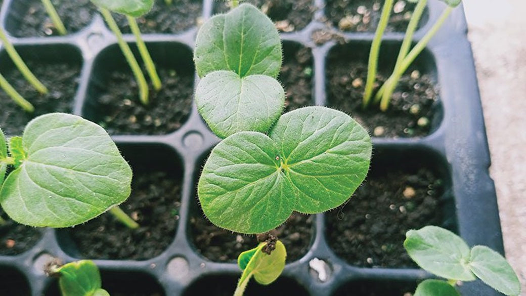 Okra | Clemson Spineless | 50+ Seeds | ओकरा | Bhindi | Lady's Fingers
