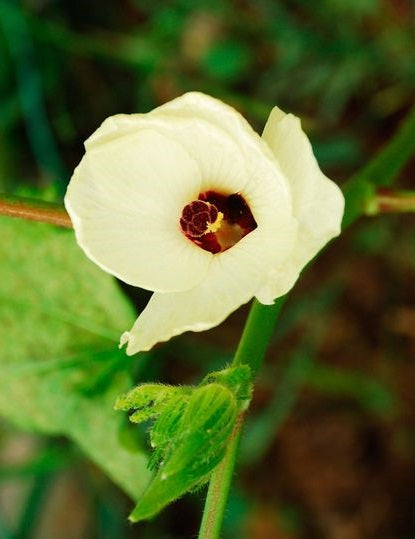 Okra | Clemson Spineless | 50+ Seeds | ओकरा | Bhindi | Lady's Fingers