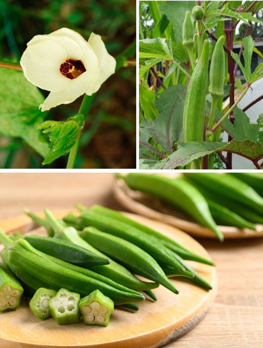 Okra | Clemson Spineless | 50+ Seeds | ओकरा | Bhindi | Lady's Fingers