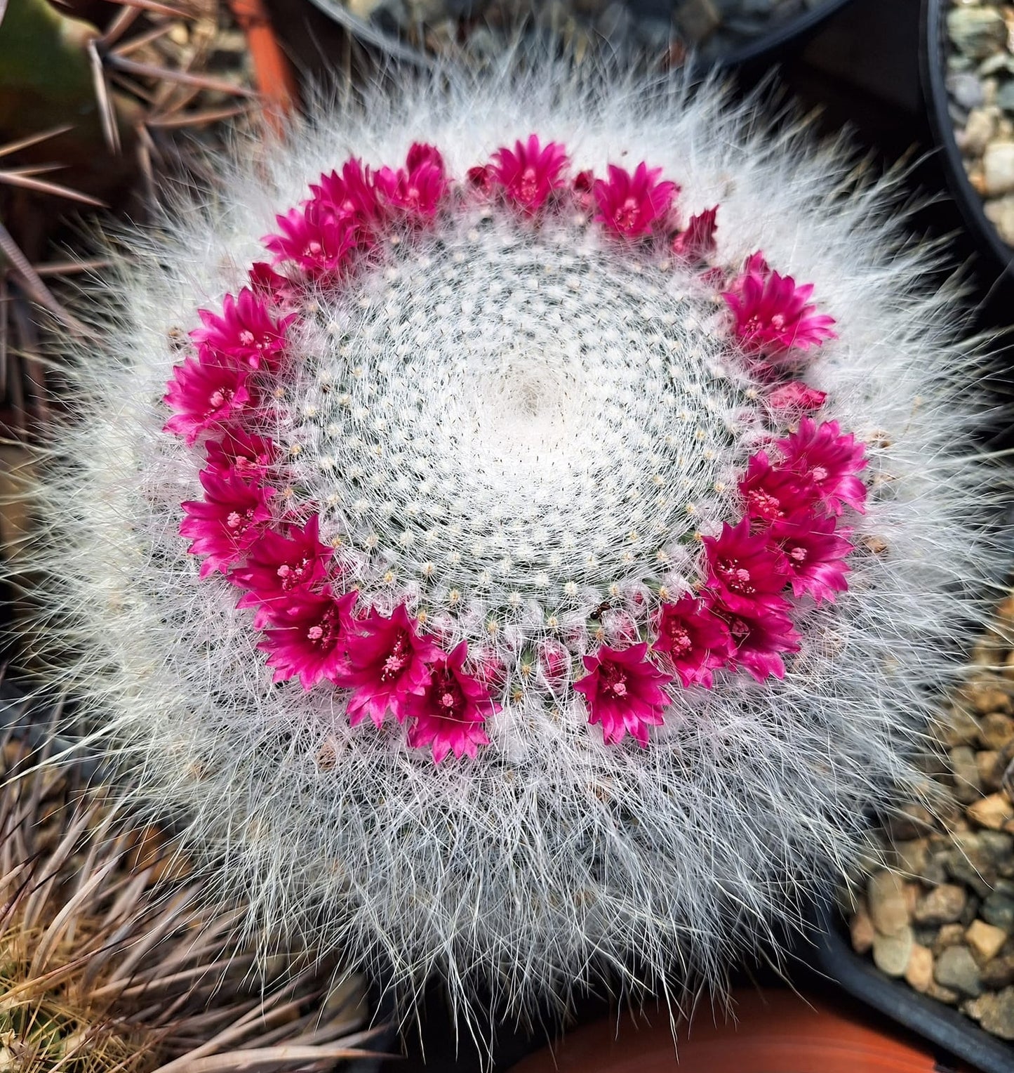 Old Lady Cactus | 20+ seeds | Mammillaria Hahniana