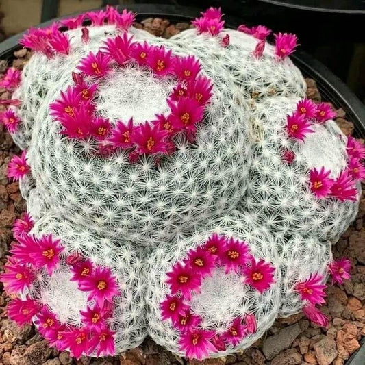 Old Lady Cactus | 20+ seeds | Mammillaria Hahniana