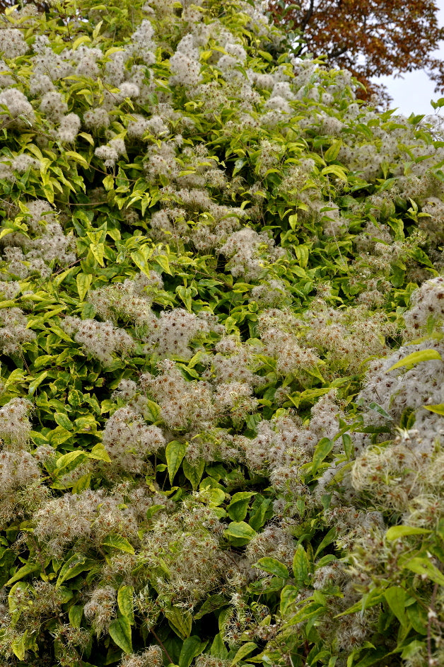 Old Man's Beard | Clematis Vitalba | 50+ seeds | 2023 crop