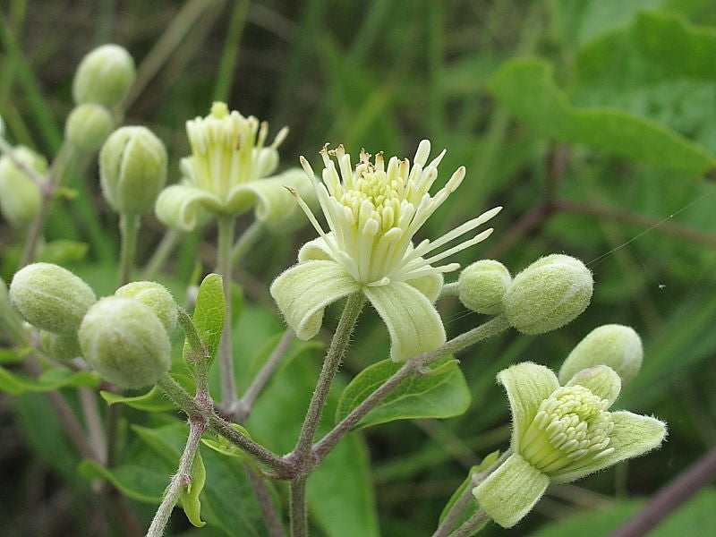 Old Man's Beard | Clematis Vitalba | 50+ seeds | 2023 crop