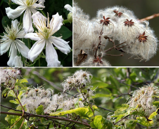 Old Man's Beard | Clematis Vitalba | 50+ seeds | 2025 crop