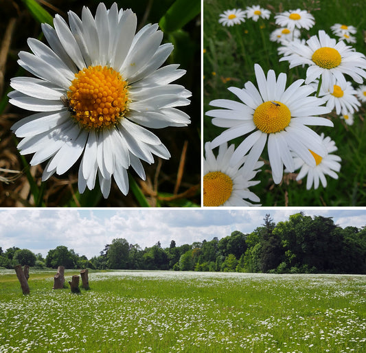 Ox Eye Daisy | 2500+ Seeds | Leucanthemum Vulgare | Wildflower | Pollenators
