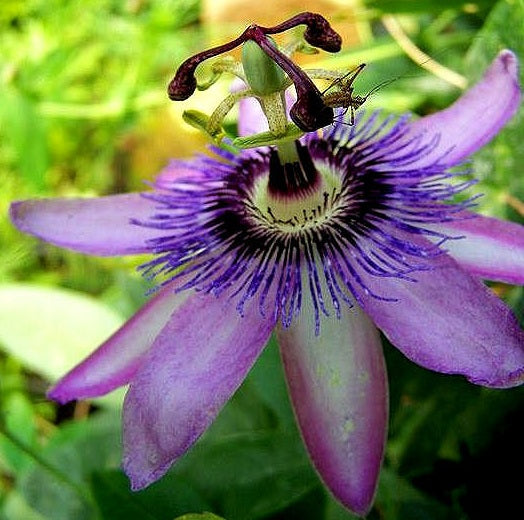 Passion Flower Mix | 25+ seeds | 8 Passiflora cultivars | Climber
