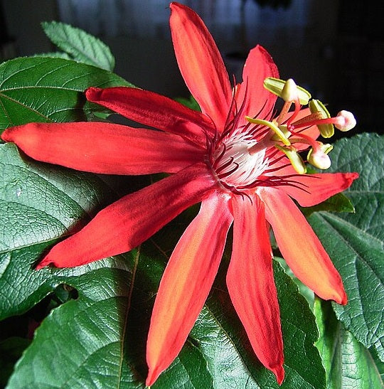 Passion Flower Mix | 25+ seeds | 8 Passiflora cultivars | Climber
