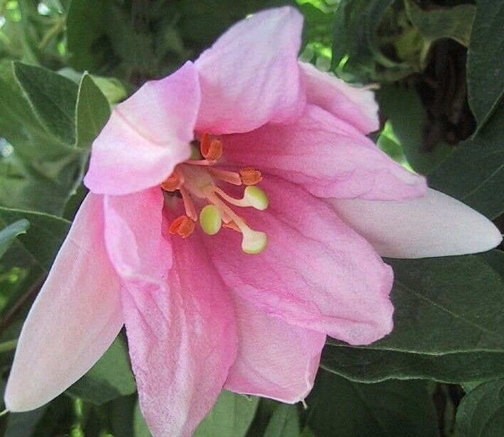 Passion Flower Mix | 25+ seeds | 8 Passiflora cultivars | Climber