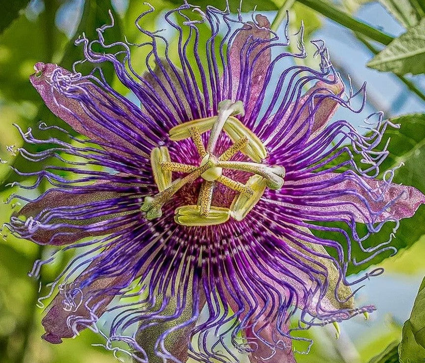 Passion Flower Mix | 25+ seeds | 8 Passiflora cultivars | Climber