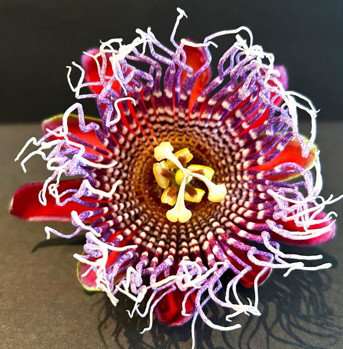 Passion Flower Mix | 25+ seeds | 8 Passiflora cultivars | Climber