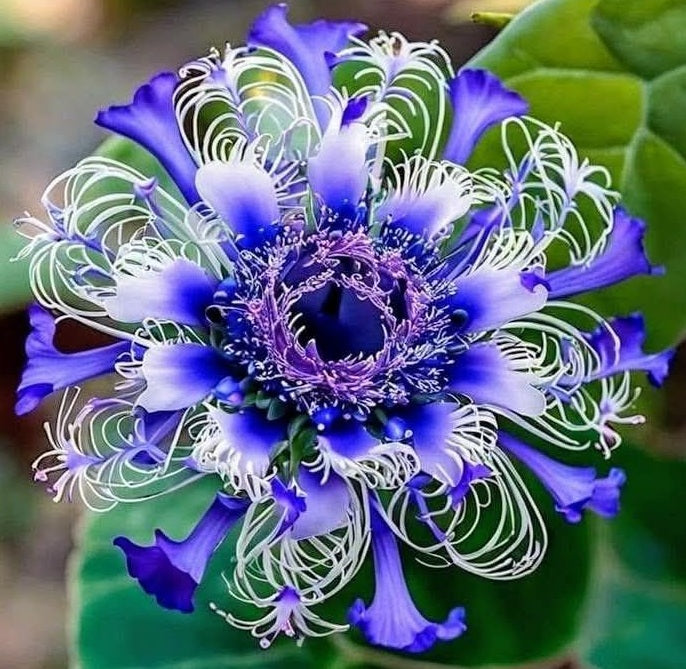 Passion Flower Mix | 25+ seeds | 8 Passiflora cultivars | Climber