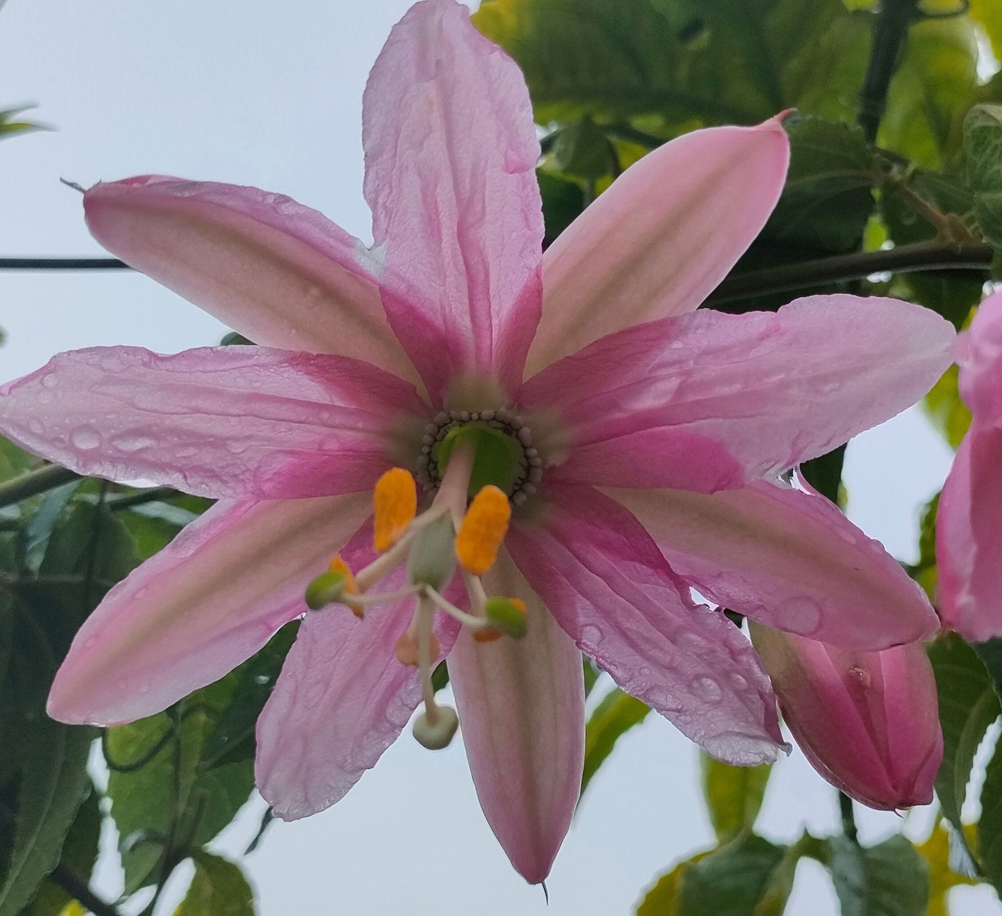 Passion Flower Mix | 25+ seeds | 8 Passiflora cultivars | Climber