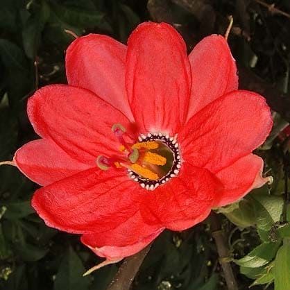 Passion Flower Mix | 25+ seeds | 8 Passiflora cultivars | Climber