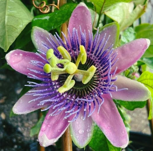 Passion Flower Mix | 25+ seeds | 8 Passiflora cultivars | Climber
