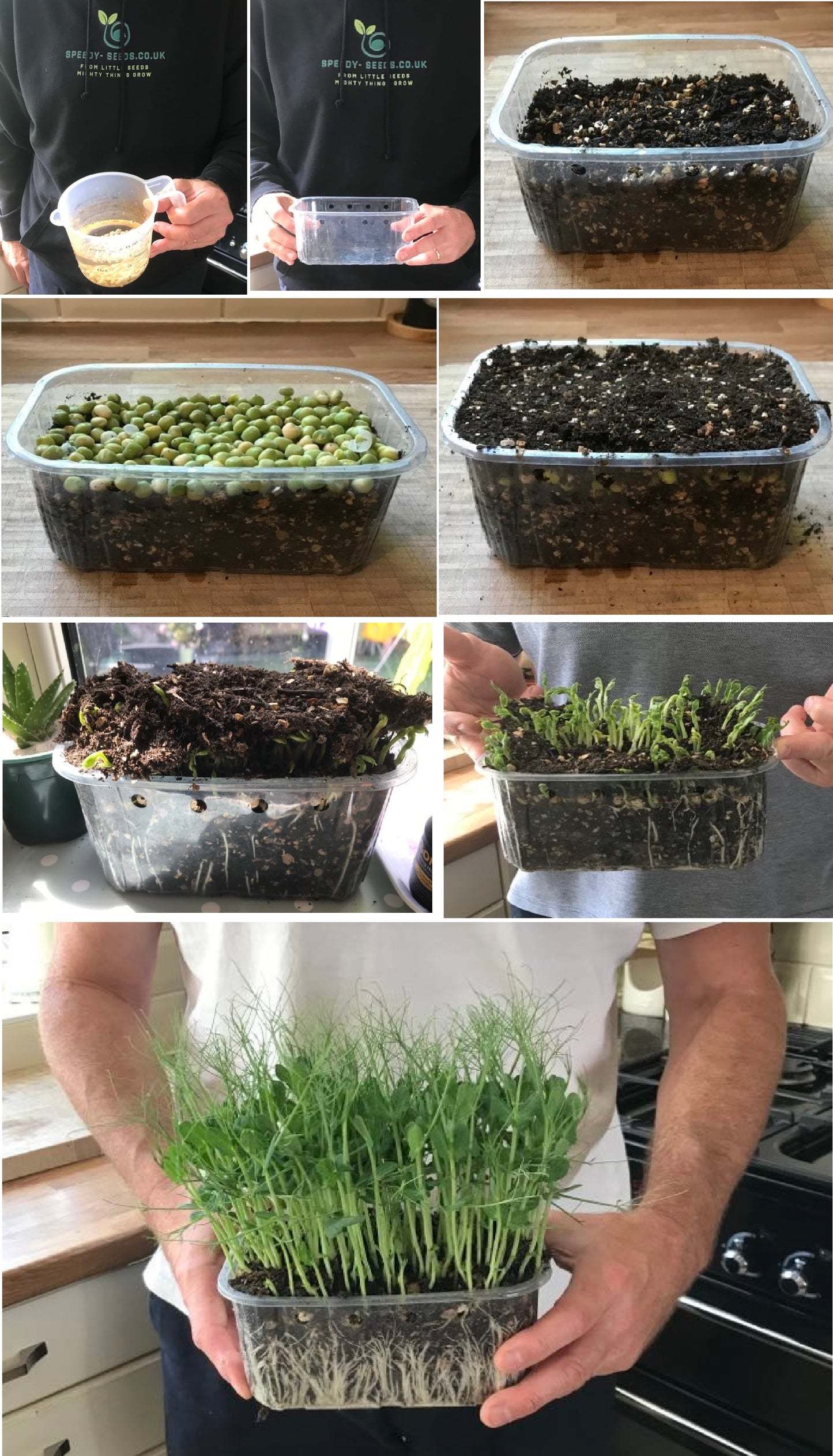 Organic Pea Seeds for Shoots and Sprouts | Microgreens