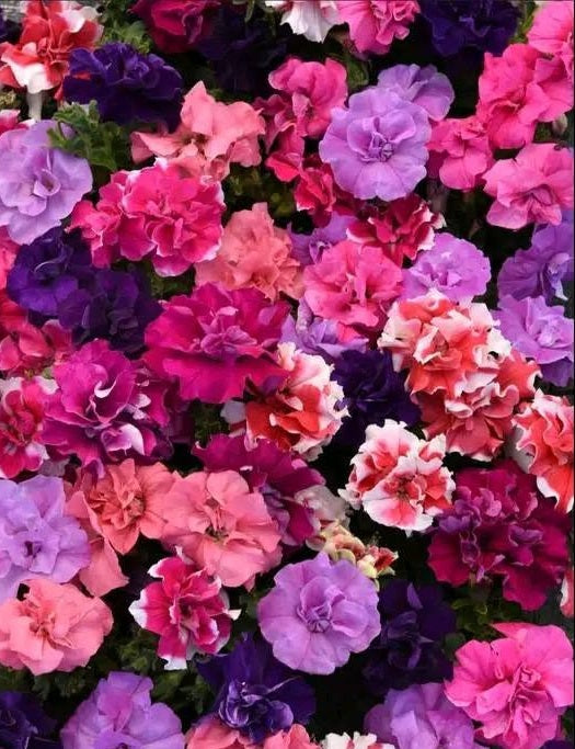 Petunia Seeds | Double Pirouette Mix F1 | 30 Pelleted Seeds | Compact Doubles