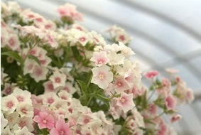 Phlox Blushing Bride | 250+ Seeds | Cut Flowers | Weddings | Bouquets